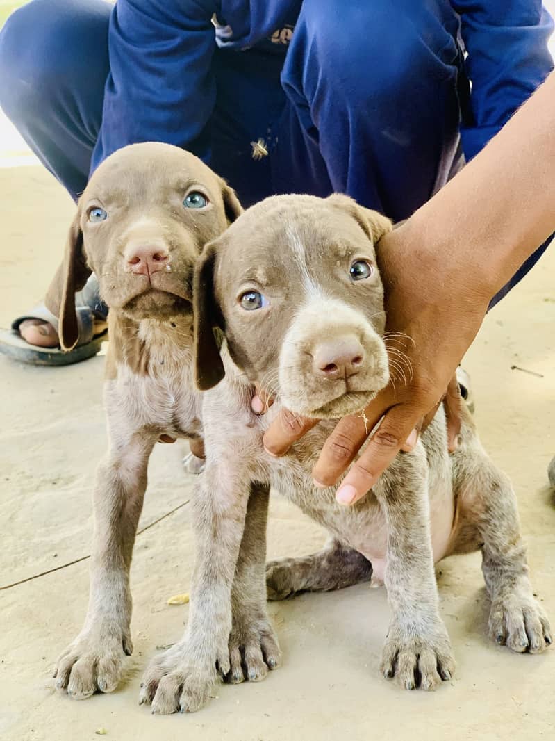 German pointer puppies 1