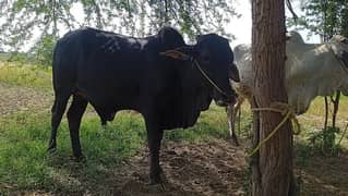 sahiwal /cholistani /bull /bachra /wacha /qurbani janwar /cow/desi