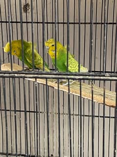 only cage master cage 8 portion