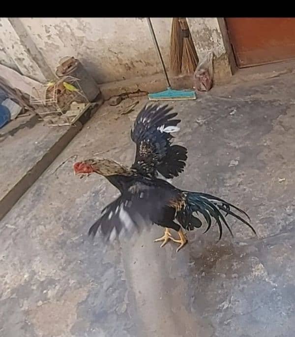 jawa high quality bird 0
