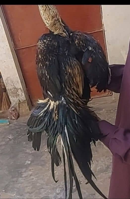 jawa high quality bird 1