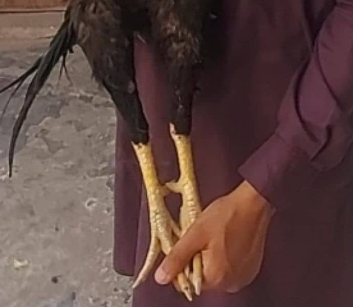 jawa high quality bird 4