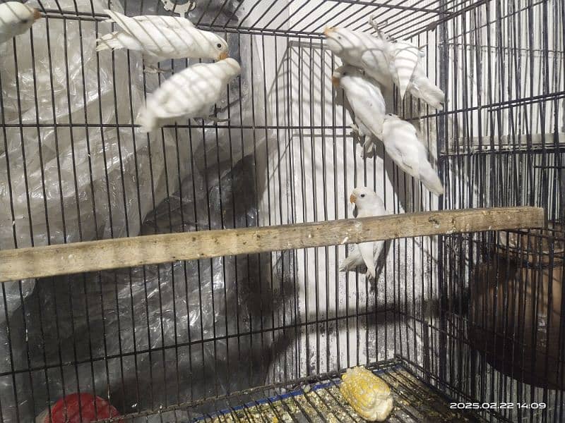 Albino split red i Latino parsnata black i parbelu 0333/4741/024 0