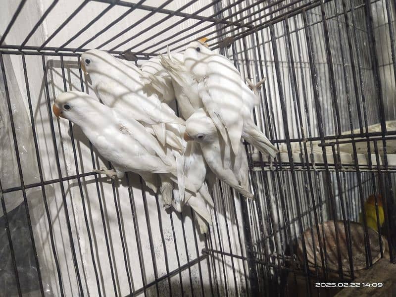 Albino split red i Latino parsnata black i parbelu 0333/4741/024 1