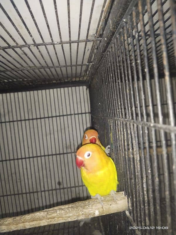 Albino split red i Latino parsnata black i parbelu 0333/4741/024 2
