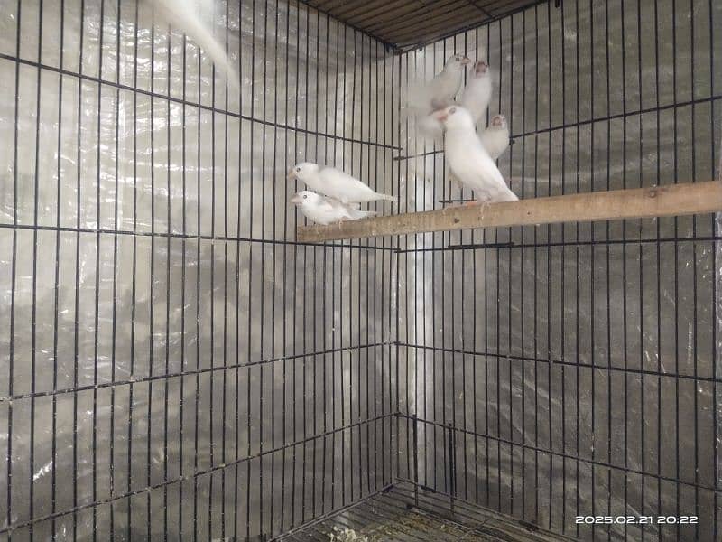 Albino split red i Latino parsnata black i parbelu 0333/4741/024 3