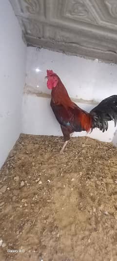03343559206