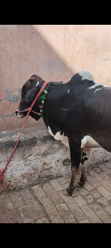 3 Wachy qurbani Waly 0