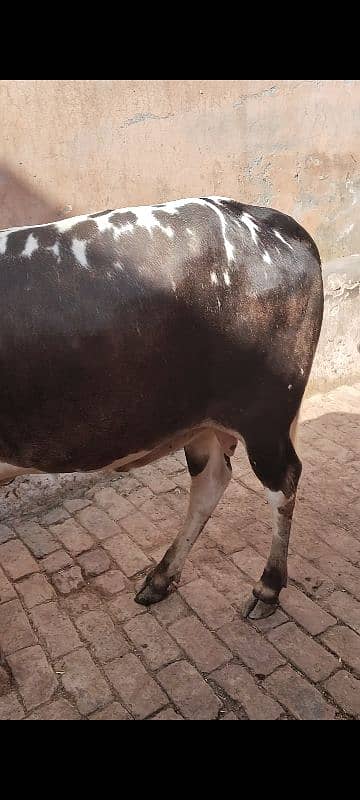 3 Wachy qurbani Waly 1