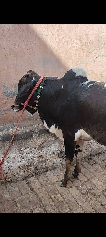 3 Wachy qurbani Waly 2