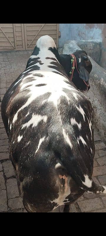 3 Wachy qurbani Waly 3