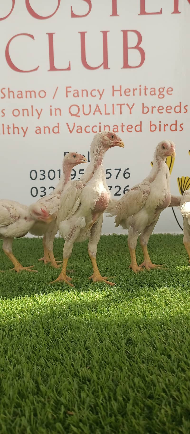 White o shamo / chicks / hens / eggs / aseel / fancy / Shamo / murga 0