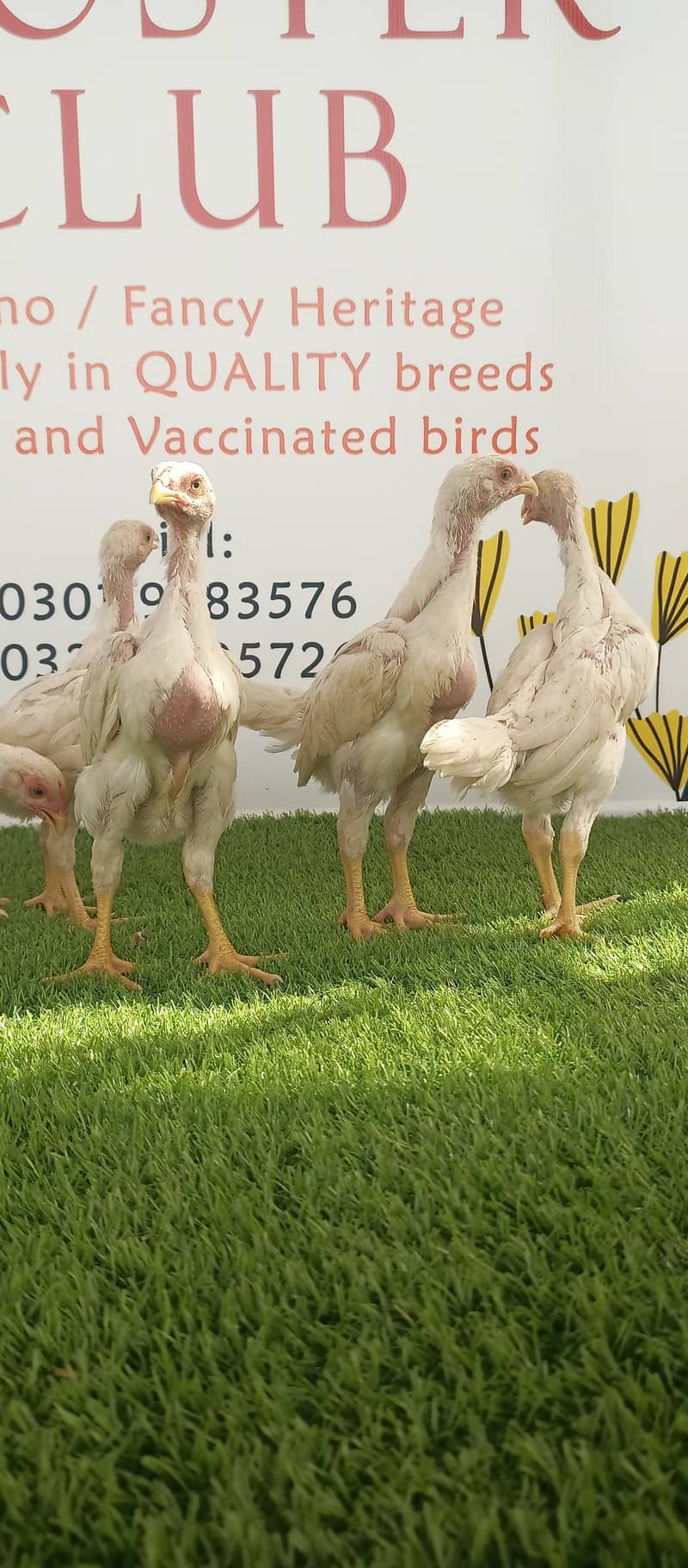 White o shamo / chicks / hens / eggs / aseel / fancy / Shamo / murga 1