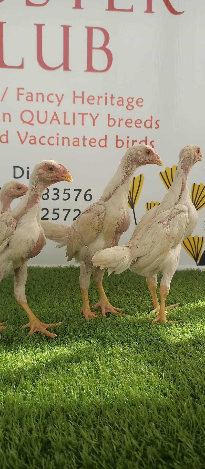 White o shamo / chicks / hens / eggs / aseel / fancy / Shamo / murga 2