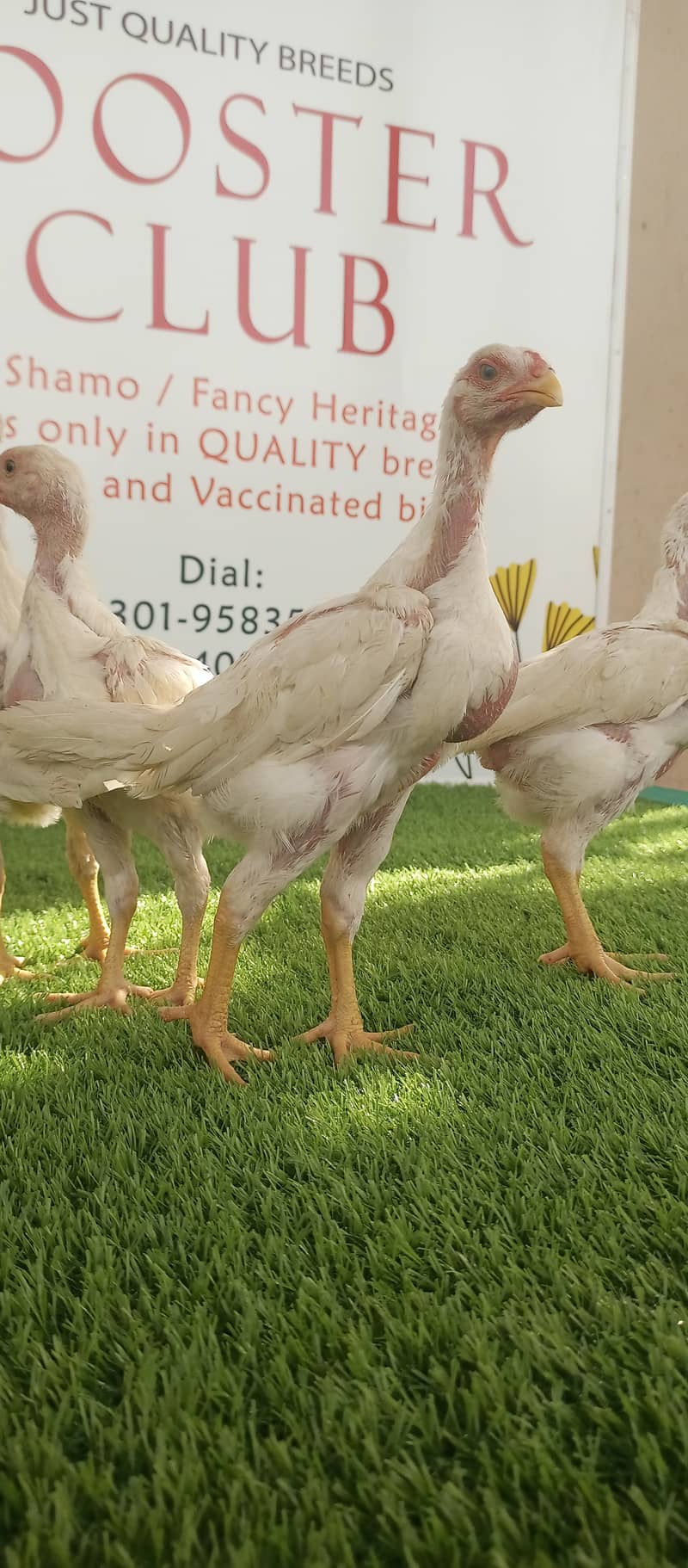 White o shamo / chicks / hens / eggs / aseel / fancy / Shamo / murga 3