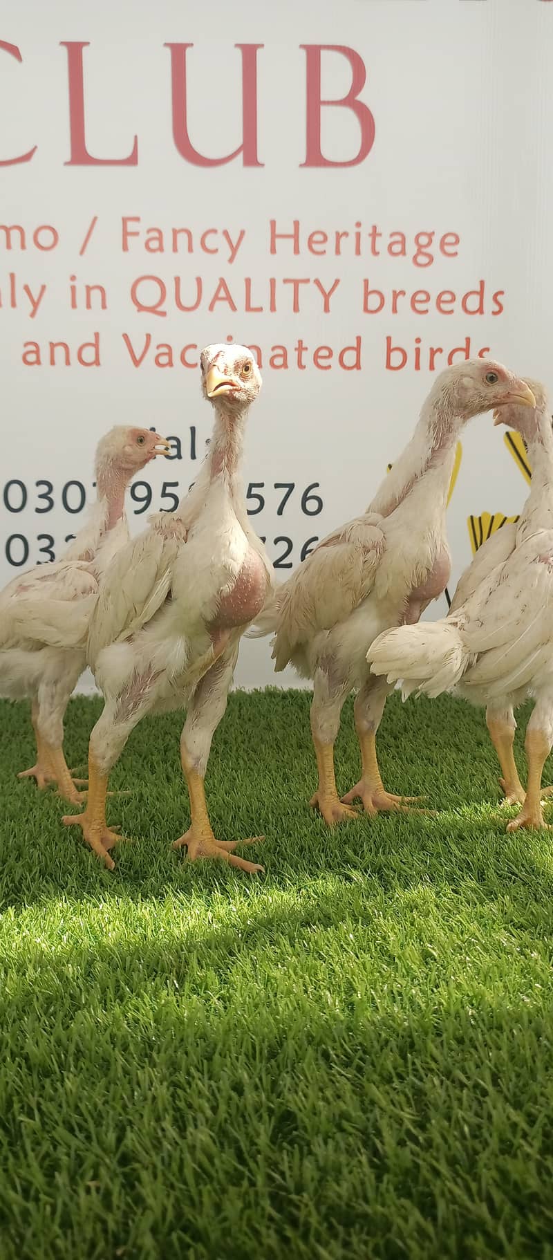 White o shamo / chicks / hens / eggs / aseel / fancy / Shamo / murga 4