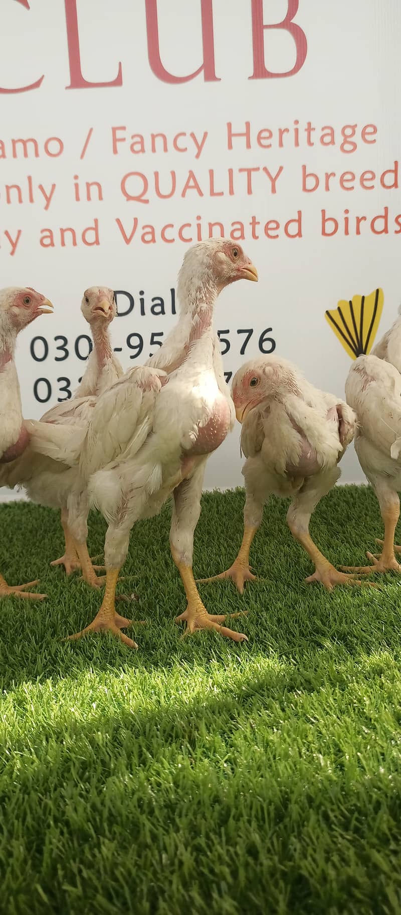 White o shamo / chicks / hens / eggs / aseel / fancy / Shamo / murga 5