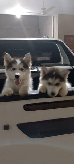 Siberian
