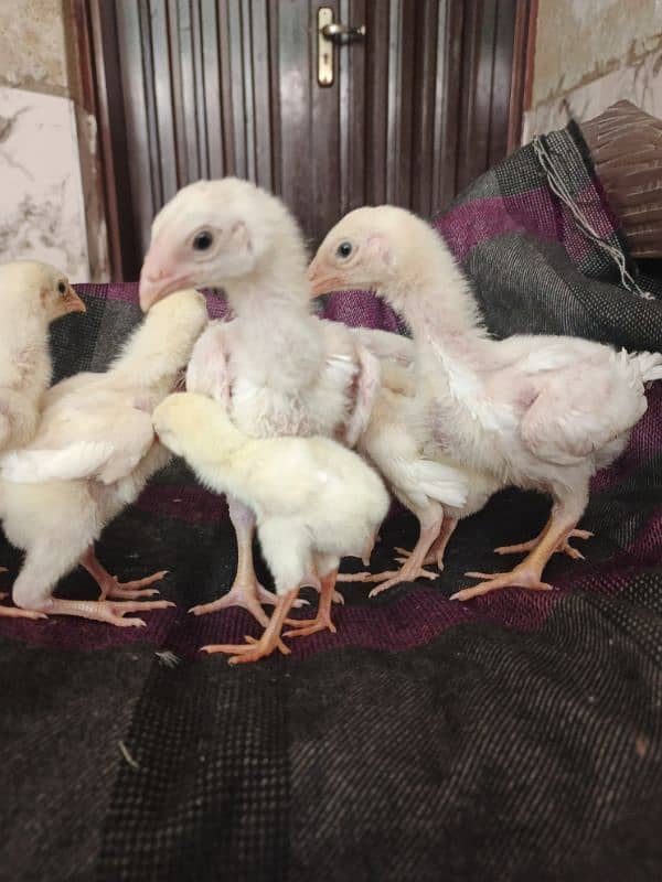 White O Shamo chicks/Shamo/Paper white Shamo chicks 0