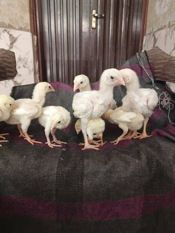 White O Shamo chicks/Shamo/Paper white Shamo chicks 2