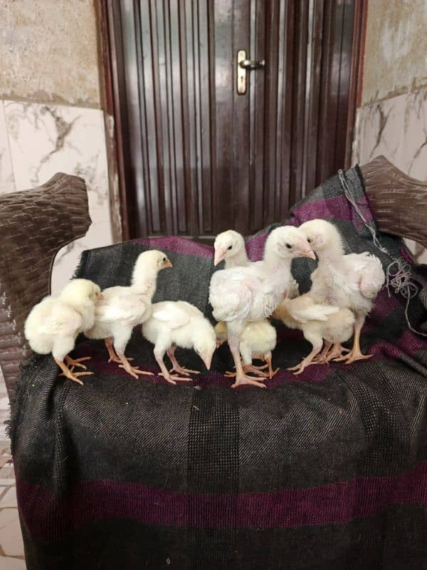 White O Shamo chicks/Shamo/Paper white Shamo chicks 3