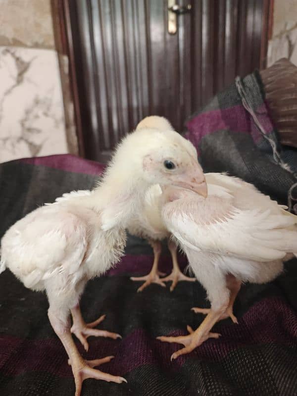 White O Shamo chicks/Shamo/Paper white Shamo chicks 7