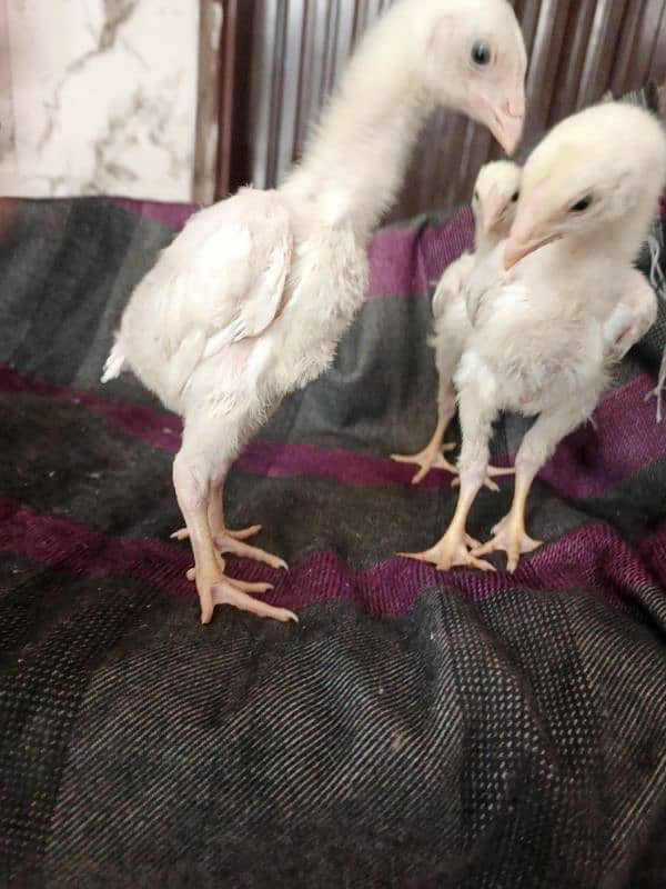 White O Shamo chicks/Shamo/Paper white Shamo chicks 10