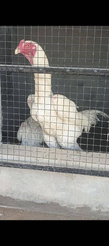 White O Shamo chicks/Shamo/Paper white Shamo chicks 11