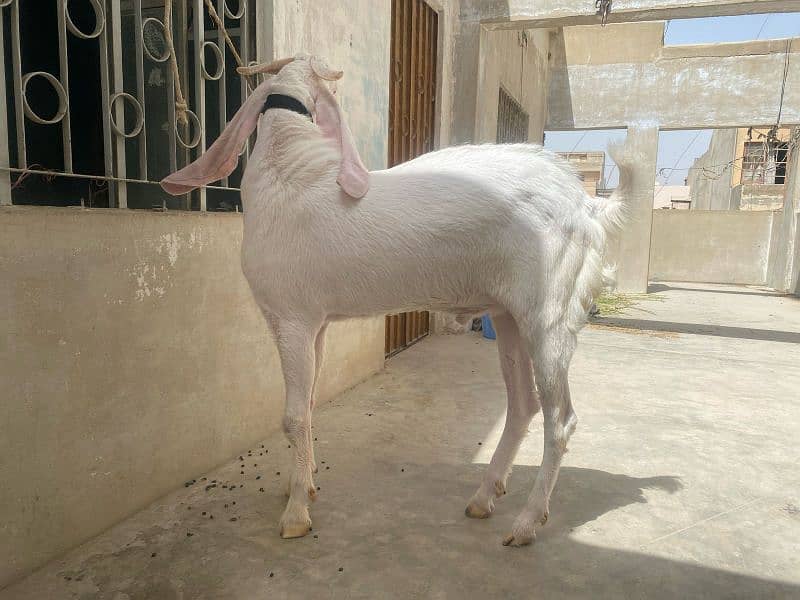gulabi ando bakra 0