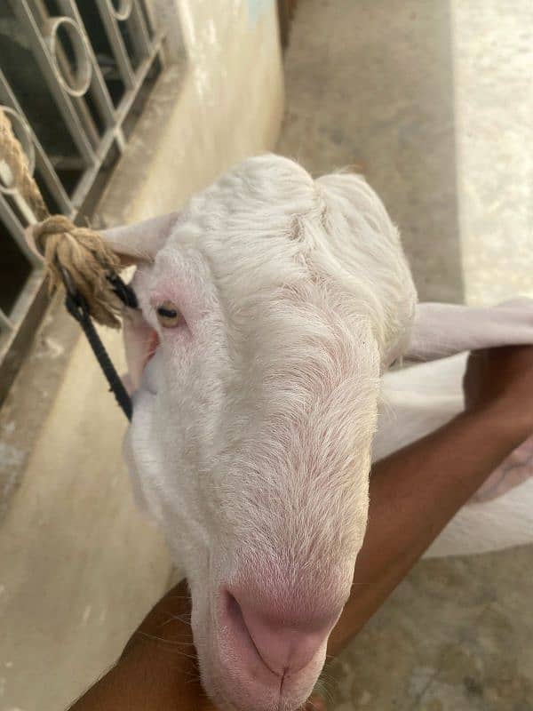 gulabi ando bakra 1