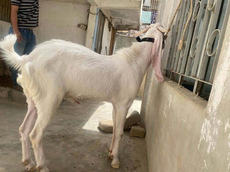 gulabi ando bakra 2