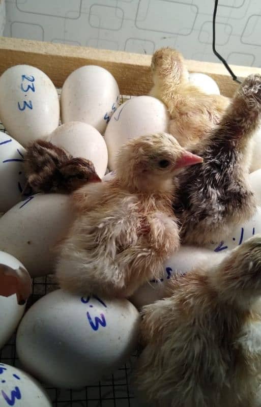 Turkey chicks available 0