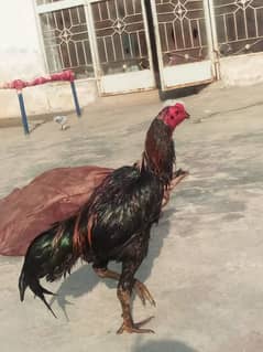 Thai Lockr ptha 03704830355 call orwhatsap num