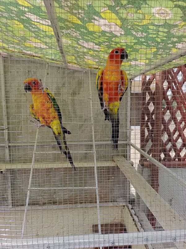 sun conure parrot beautiful pair healthy active playful 0