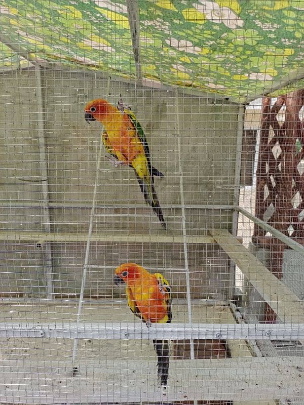 sun conure parrot beautiful pair healthy active playful 1