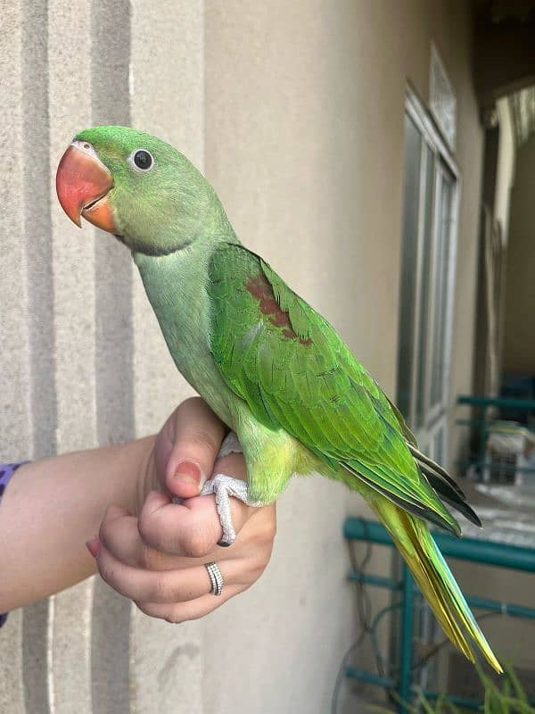Alexandrine raw parrot for sale 0
