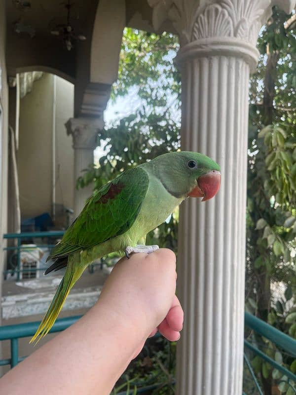 Alexandrine raw parrot for sale 2