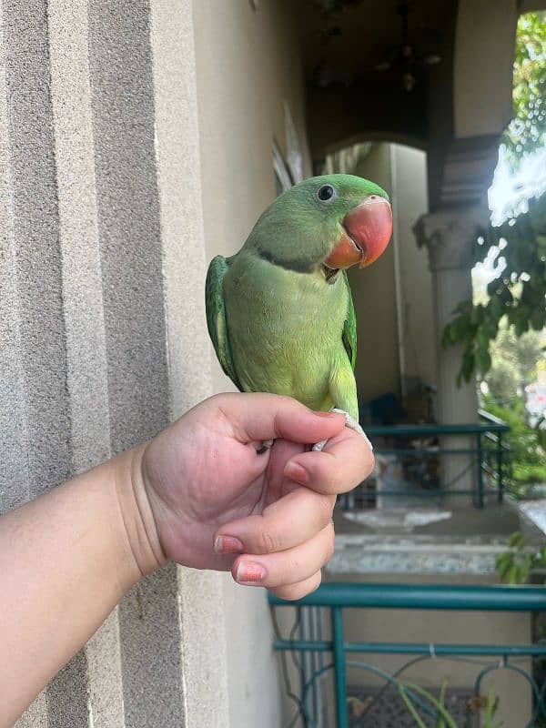 Alexandrine raw parrot for sale 3