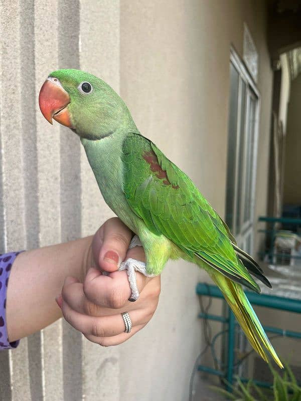 Alexandrine raw parrot for sale 6