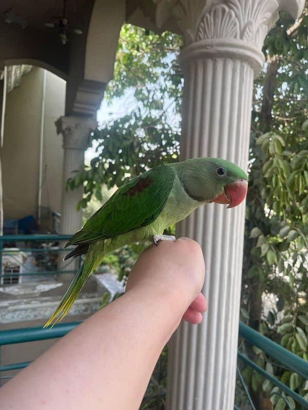 Alexandrine raw parrot for sale 7