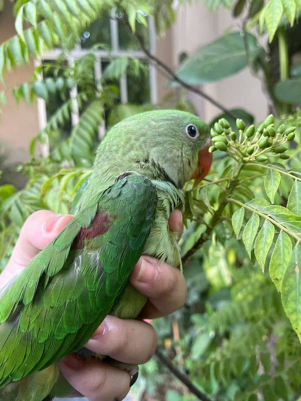 Alexandrine raw parrot for sale 8