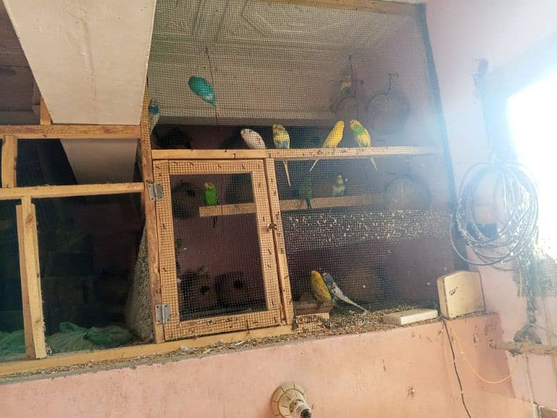 Australian parrot pair RS750 0