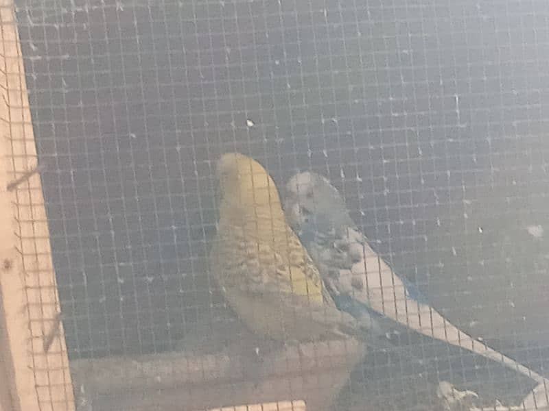 Australian parrot pair RS750 1