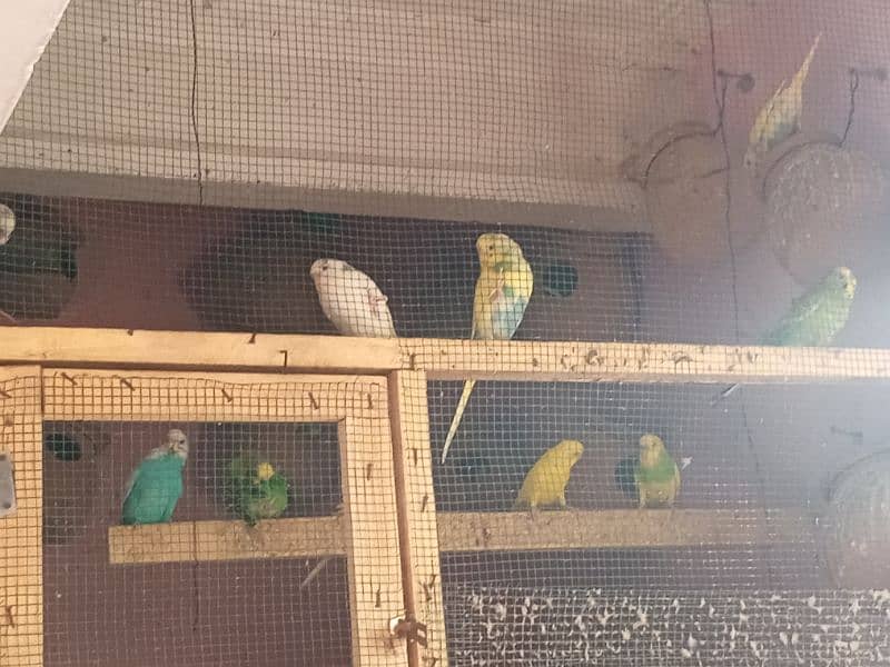 Australian parrot pair RS750 2