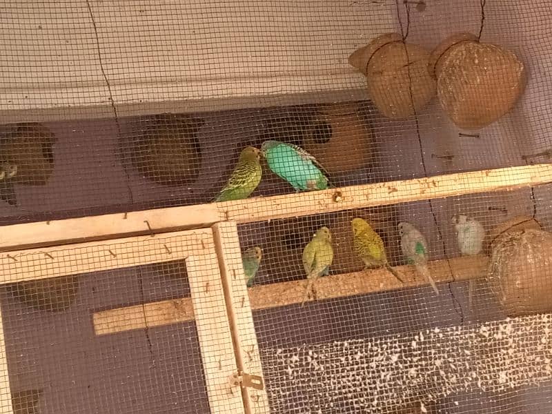 Australian parrot pair RS750 3