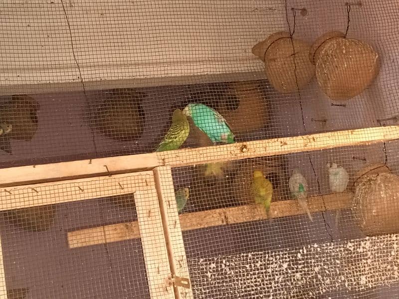 Australian parrot pair RS750 4