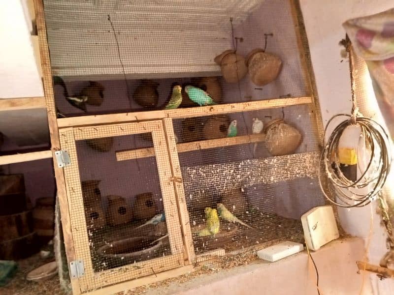 Australian parrot pair RS750 5