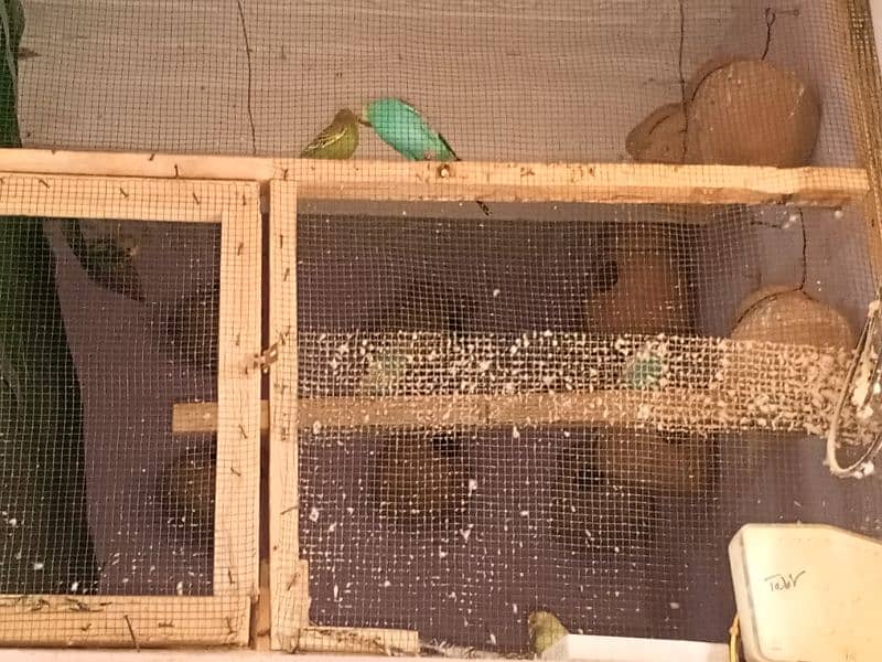 Australian parrot pair RS750 6