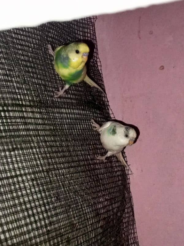 Australian parrot pair RS750 7
