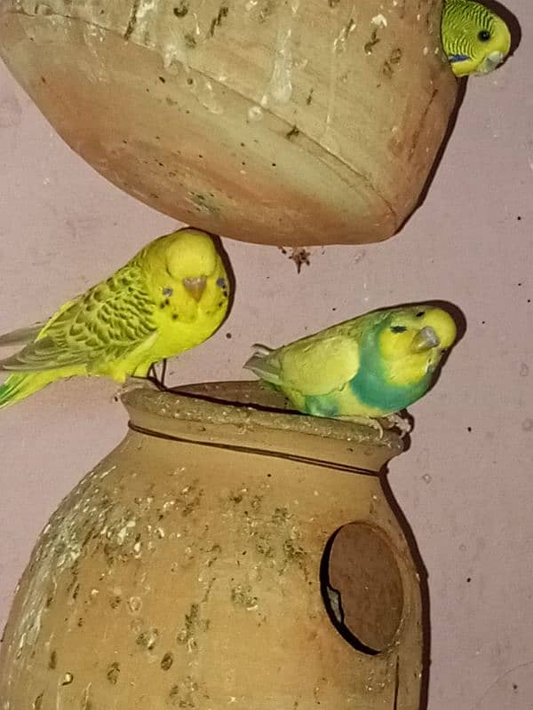 Australian parrot pair RS750 8